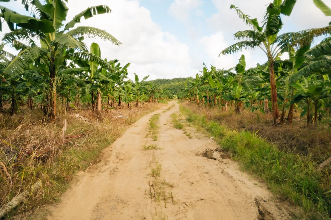 A rural road through banana fields in St. Lucia